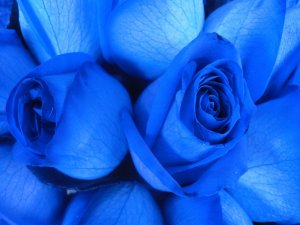 blu rose